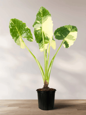 Alocasia Variegata